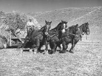 Rancher Dragging Mound of Hay to Feed His Beef Cattle at the Abbott Ranch-Bernard Hoffman-Photographic Print