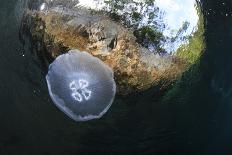 Jellyfish below the Surface-Bernard Radvaner-Photographic Print
