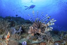 Lion Fish and Scuba Diver-Bernard Radvaner-Framed Photographic Print