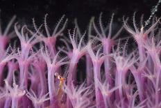 Soft Coral Polyp and a Shrimp-Bernard Radvaner-Photographic Print