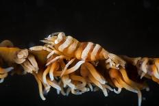 Soft Coral Polyp and a Shrimp-Bernard Radvaner-Photographic Print