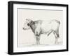 Bernard's Bull Renderings III-Jean Bernard-Framed Art Print