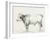 Bernard's Bull Renderings III-Jean Bernard-Framed Art Print