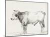 Bernard's Bull Renderings III-Jean Bernard-Mounted Art Print