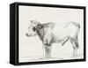 Bernard's Bull Renderings III-Jean Bernard-Framed Stretched Canvas