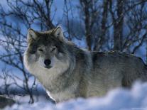 Grey Wolf Male in Snow, Norway-Bernard Walton-Stretched Canvas