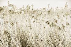 Up in the Long Grass-Bernard Webb-Giclee Print