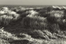 Up in the Long Grass-Bernard Webb-Giclee Print