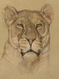 Head of Lioness, C. 1900-30-Bernard Willem Wierink-Art Print