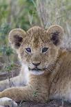 Masai Lion (Panthera leo nubica) cub, with leaf in mouth, close-up of head, Serengeti-Bernd Rohrschneider-Framed Photographic Print