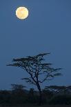 Moon over savannah at night, Serengeti , Tanzania, november-Bernd Rohrschneider-Photographic Print
