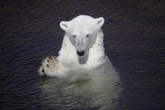 Polar Bear (Ursus maritimus) adult, sleeping on icefloe at sunset, Erik Eriksenstretet, Svalbard-Bernd Rohrschneider-Photographic Print