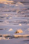 Polar Bear (Ursus maritimus) adult, sleeping on icefloe at sunset, Erik Eriksenstretet, Svalbard-Bernd Rohrschneider-Framed Photographic Print