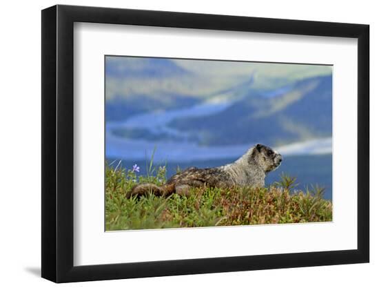 Premium Photographic Print, , large