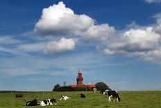 Cows Graze in Front of a Lighthouse in Bastorf, Germany-Bernd Wuestneck-Laminated Photo