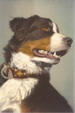 Bernese Mountain Dogs Posters, Prints, Paintings & Wall ...