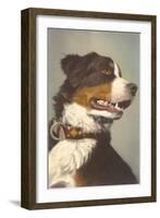 Bernese Dog with Collar-null-Framed Art Print