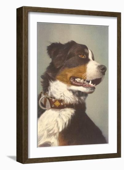 Bernese Dog with Collar-null-Framed Art Print