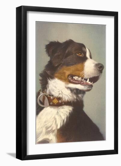 Bernese Dog with Collar-null-Framed Art Print