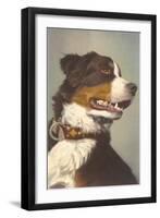 Bernese Dog with Collar-null-Framed Art Print