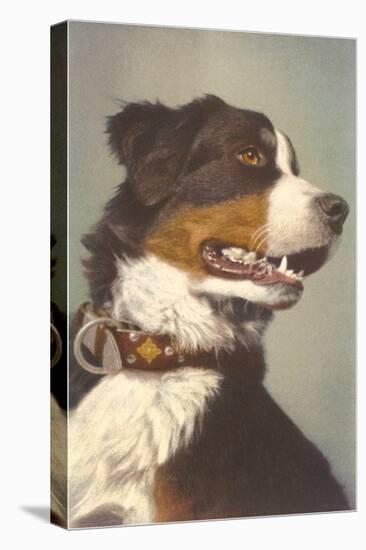 Bernese Dog with Collar-null-Stretched Canvas