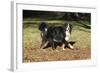 Bernese Mountain Dog 04-Bob Langrish-Framed Photographic Print