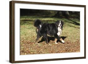 Bernese Mountain Dog 04-Bob Langrish-Framed Photographic Print