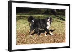 Bernese Mountain Dog 04-Bob Langrish-Framed Photographic Print