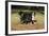 Bernese Mountain Dog 04-Bob Langrish-Framed Photographic Print