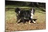 Bernese Mountain Dog 04-Bob Langrish-Mounted Photographic Print