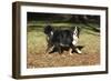 Bernese Mountain Dog 04-Bob Langrish-Framed Photographic Print