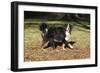 Bernese Mountain Dog 04-Bob Langrish-Framed Photographic Print