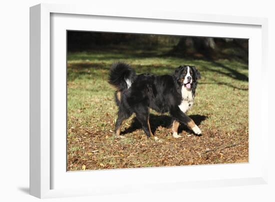 Bernese Mountain Dog 04-Bob Langrish-Framed Photographic Print