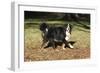 Bernese Mountain Dog 04-Bob Langrish-Framed Photographic Print