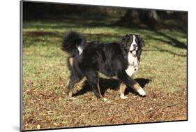 Bernese Mountain Dog 04-Bob Langrish-Mounted Photographic Print