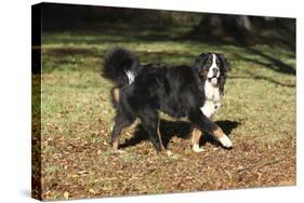 Bernese Mountain Dog 04-Bob Langrish-Stretched Canvas