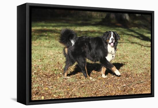 Bernese Mountain Dog 04-Bob Langrish-Framed Stretched Canvas