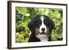 Bernese Mountain Dog 08-Bob Langrish-Framed Photographic Print