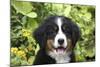 Bernese Mountain Dog 08-Bob Langrish-Mounted Photographic Print