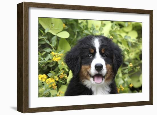 Bernese Mountain Dog 08-Bob Langrish-Framed Photographic Print