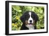 Bernese Mountain Dog 08-Bob Langrish-Framed Photographic Print