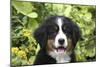 Bernese Mountain Dog 08-Bob Langrish-Mounted Photographic Print