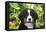 Bernese Mountain Dog 08-Bob Langrish-Framed Stretched Canvas