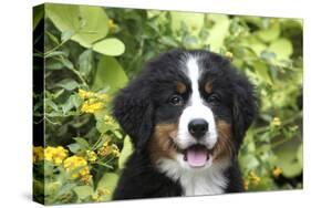 Bernese Mountain Dog 08-Bob Langrish-Stretched Canvas