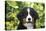 Bernese Mountain Dog 08-Bob Langrish-Stretched Canvas
