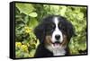 Bernese Mountain Dog 08-Bob Langrish-Framed Stretched Canvas