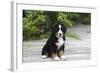 Bernese Mountain Dog 19-Bob Langrish-Framed Photographic Print