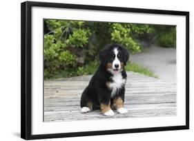 Bernese Mountain Dog 19-Bob Langrish-Framed Photographic Print