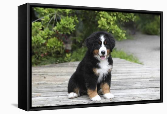 Bernese Mountain Dog 19-Bob Langrish-Framed Stretched Canvas