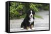 Bernese Mountain Dog 19-Bob Langrish-Framed Stretched Canvas